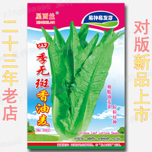 约1300粒四季无斑油香麦种子 甜脆油麦菜籽 爽脆快大速生可口高抗