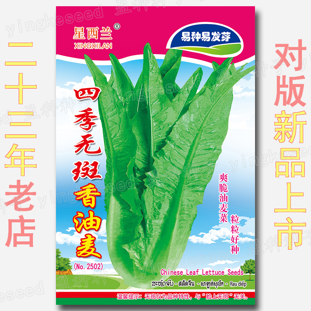 约1300粒四季无斑油香麦种子 甜脆油麦菜籽 爽脆快大速生可口高抗