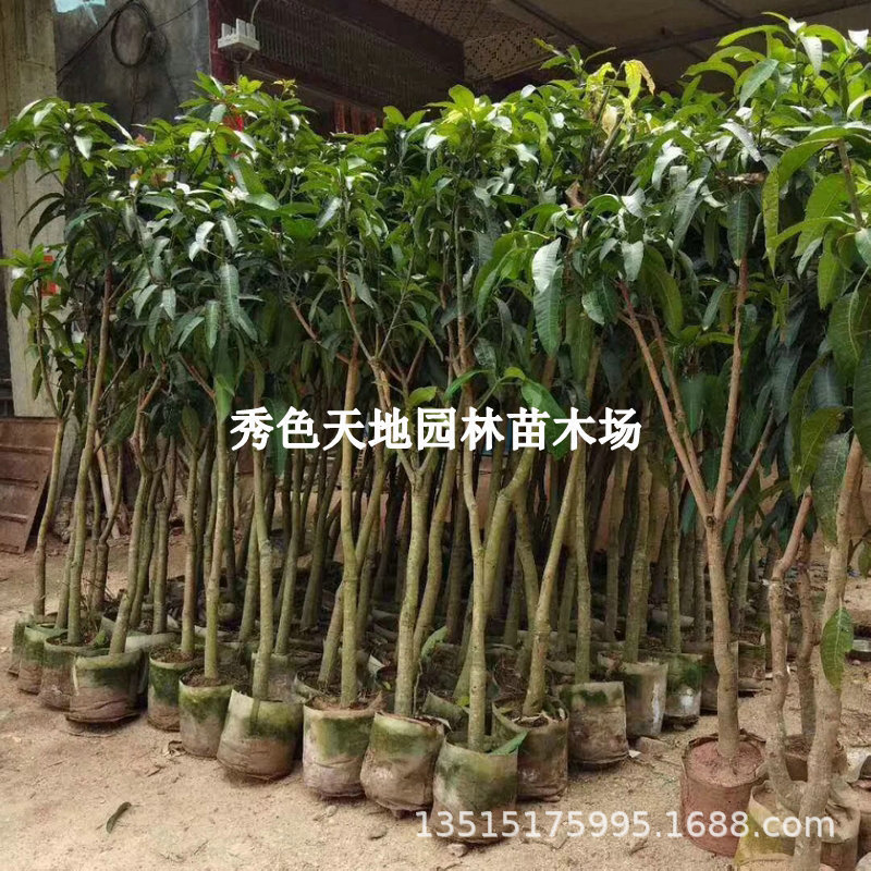 Guangxi Mango Sapling Grafted Seedling Southern Daqing Mango Sapling Jinhuang Mango Green Skin All Year Round Honey Mango Potted Soil