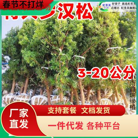 一件代发特大日本罗汉松树苗盆景小叶雀舌室外庭院地栽造型树桩名