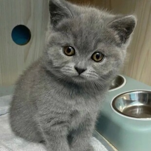 Live Pet Cats: British Shorthair, Blue Cat, Chinese Rural Cat, Orange Cat, Tabby Cat, Ragdoll Cat