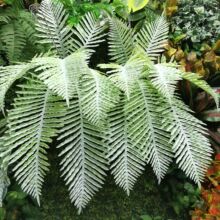 ��˹�~���滨�Gֲ��˹�ݒ�ڻ�c��ˇ�������廨�b��~�������Ų�