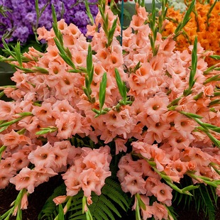 Gladiolus Bulbs, Perennial Florals, Indoor and Outdoor Potted Plants, Ground-Planted Gladiolus Bulbs, Easy-To-Grow Flower Plants in All Seasons
