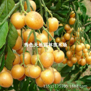 Grafted Yellow-Skinned Fruit Saplings, Seedless Chicken Heart Yellow-Skinned Saplings, Black-Yellow-Skinned Rock Sugar Yellow-Skinned Fruit Saplings, Garden Potted Ground Planting