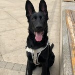 纯种东德牧羊犬幼犬纯黑色狼灰太极幼崽看家护院犬警犬工作犬狼系