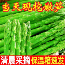 农场直发鲜嫩山东芦笋新鲜蔬菜龙须菜青笋整箱春笋头茬绿芦笋榨汁