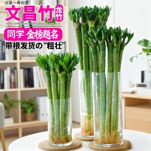 �����Ĳ�������ˮ��ֲ�︻�F�������҃����w����}���Gֲ���B��