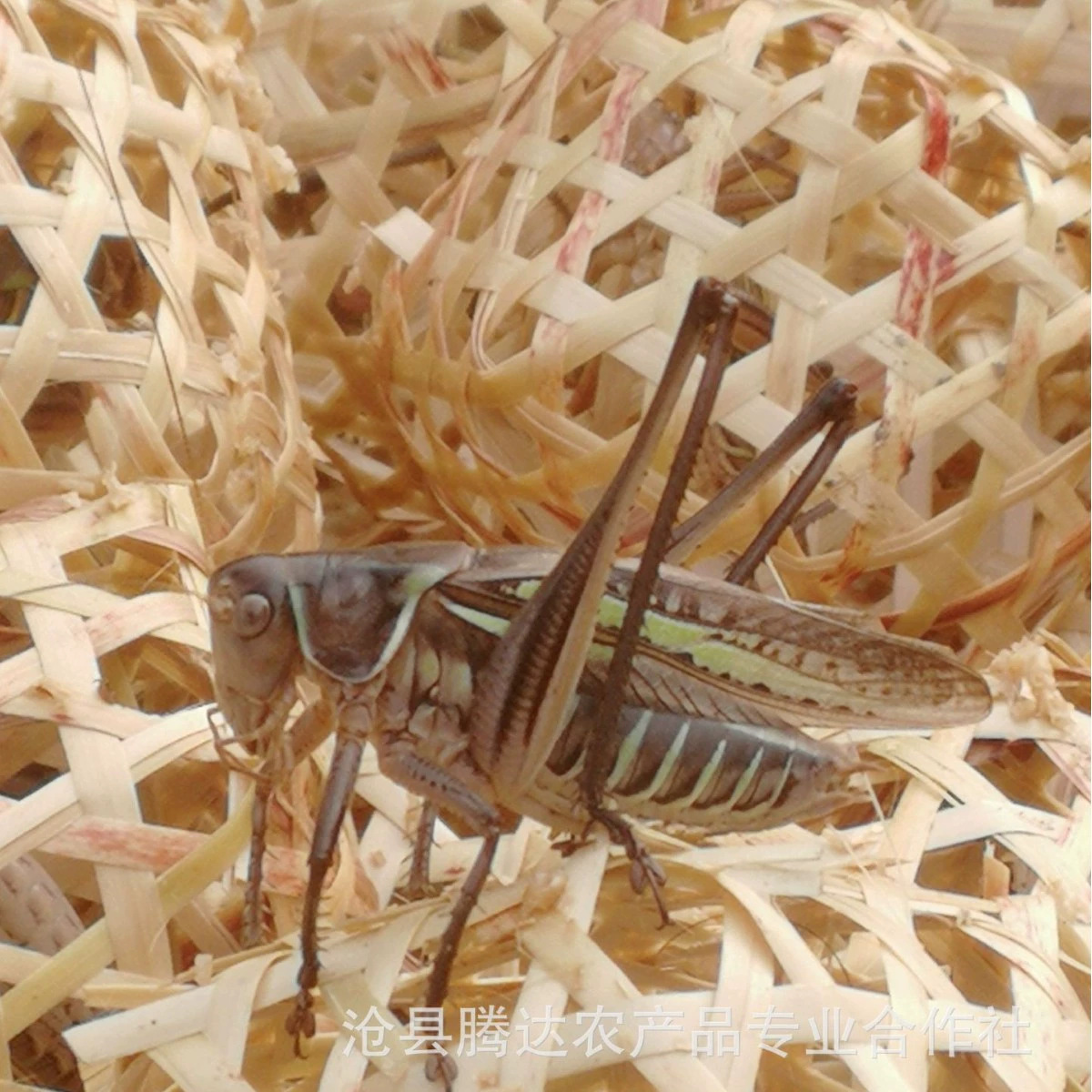 Живой сороконожка, черный сороконожка, железный сороконожка, зеленый сороконожка с крыльями, дикий сороконожка, сороконожка, крикет, летняя сороконожка