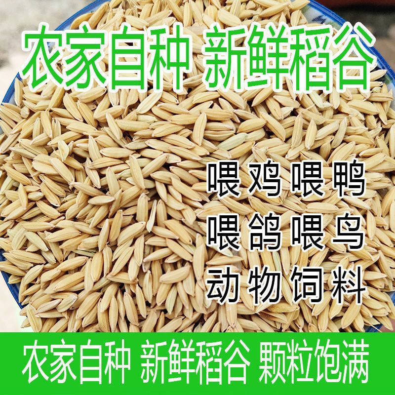 Rice Grains, Farm-Grown Rice with Husks, Rice Grains with Shells, Rice Feed for Chickens, Ducks, Geese, Birds, and Hamsters