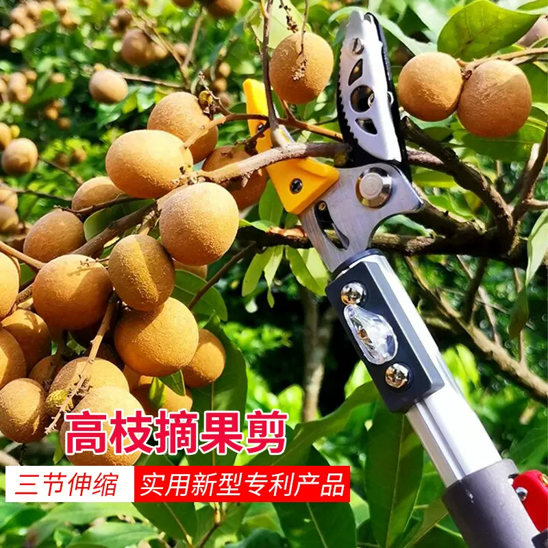 三节伸缩高枝摘果剪高空摘果剪高枝剪枝果园采果剪园林工具批发
