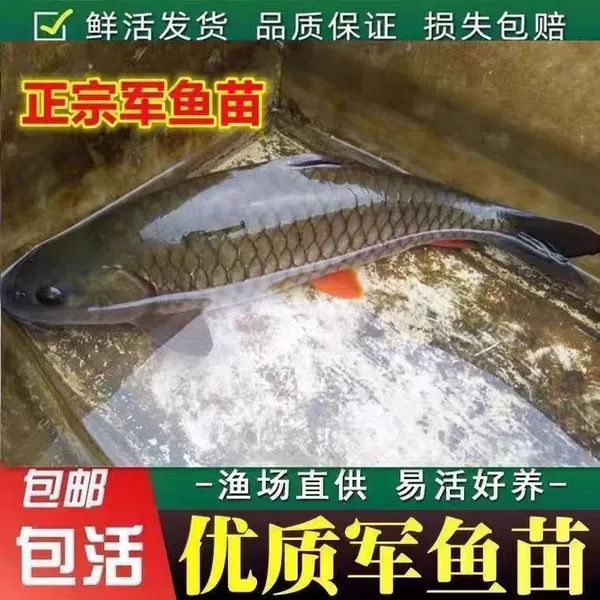 10% off for 10 8-12 cm military fish fry
