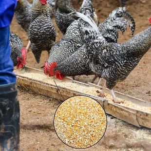 ���N�����J���u����a����GƤ������J���u�缃�Zʳι�B�J���u