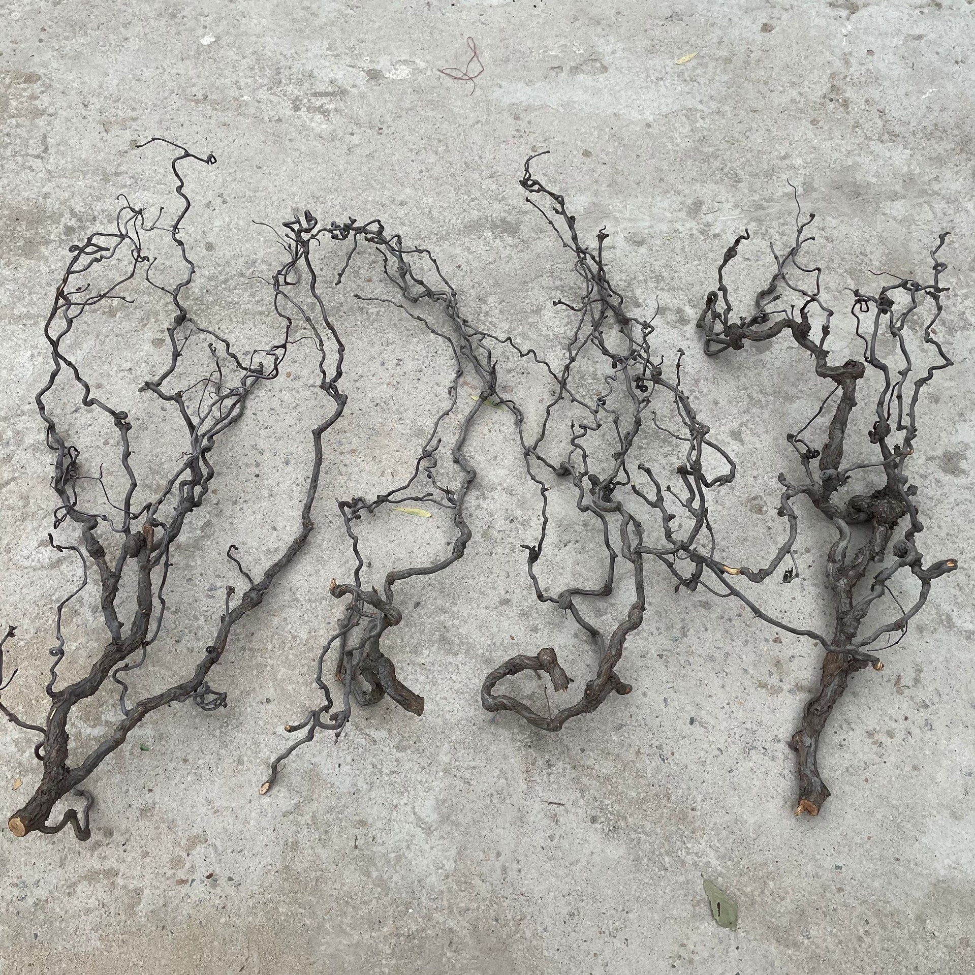 干树枝家庭装饰 一物一拍 龙枣树摆件插花干枝山水造型客厅