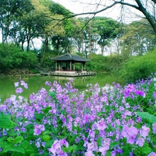 二月兰花种子四季耐寒耐阴诸葛菜紫金草庭院花海观赏植物种子批发