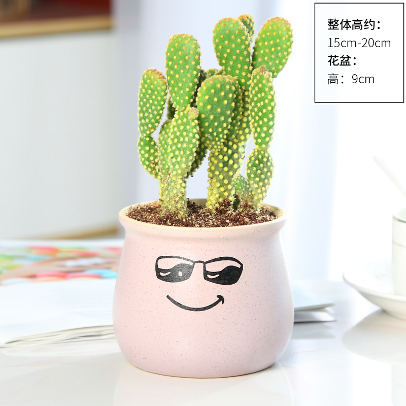 황마오장(분홍색 쿨스마일 세라믹 화분) 무비료