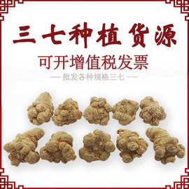 产地批发三七20头30头田七云南三七头三七粉中药材云南文山三七粉