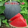 Seedless Black Lazy Watermelon seeds Early easy to sit on the peel, sweet, crispy, juicy black skin, seedless seed watermelon seeds