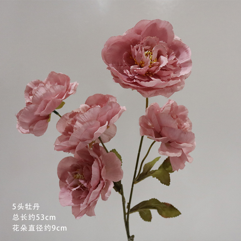 분홍색과 보라색 모란 5개가 한 가지에