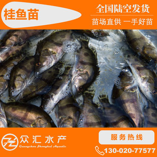 ���~�� �Z�~�� ���~�� �N���Z  �V�|�~���Z �Z������Z�~����ԃ