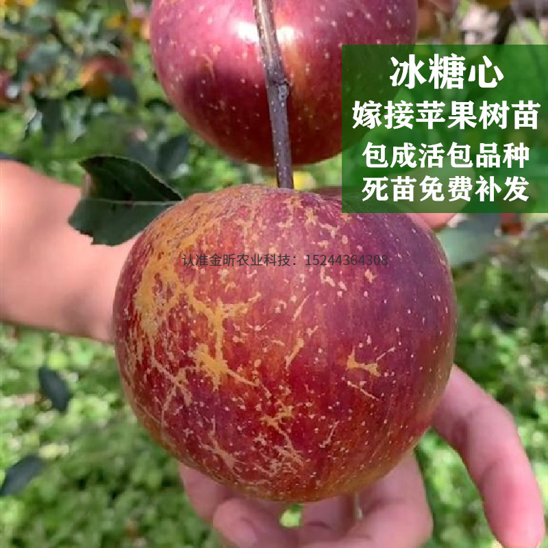 丑苹果 冰糖心 苹果树苗 当年结果嫁接云南昭通南北方果苗树种植