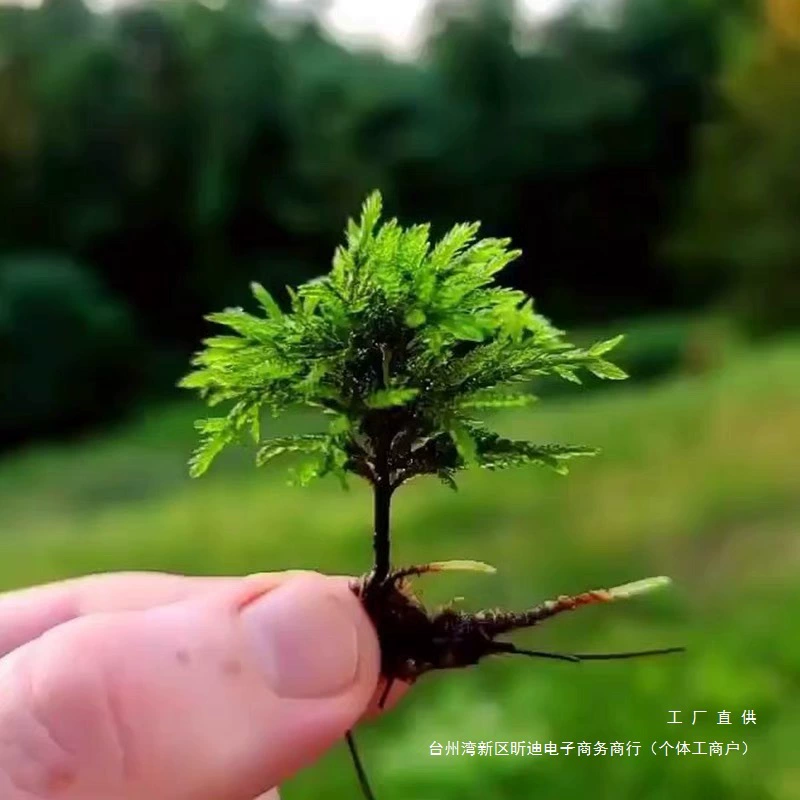Мх, водные растения, мх, пальмовый мох, свежий мох, аквариум, экологическая бутылка, дождевой резервуар, ландшафтный дизайн, водные растения