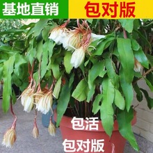 昙花昙花苗室内阳台盆栽花卉阳台庭院植物昙花一现令箭荷花包对版