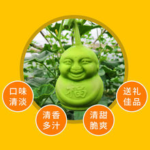 ll现货速发福娃人参果水果人参果娃娃果人形果长寿果水果包邮礼盒