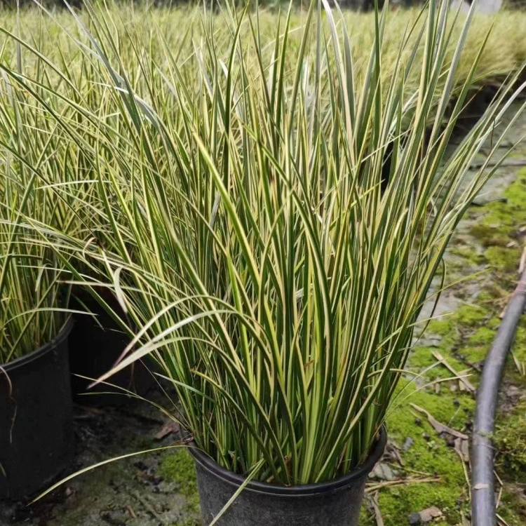 Каламус с золотистыми краями, тонколистный каламус, юка с золотистыми краями, синелистый каламус, полосатый тимьян, розово-красное чудо.