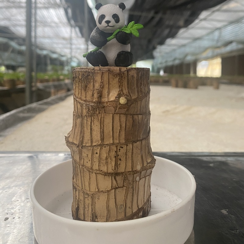 国境を越えた卸売ブラジル木水耕栽培植物幸運の木の切り株と芽と花のデスクトップ小さな鉢植えグルート|undefined