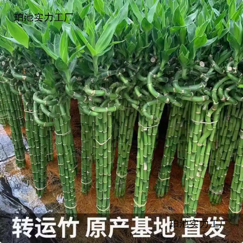 带根水培植物转运竹富贵竹开运竹水养客厅弯竹子盆栽招财室内