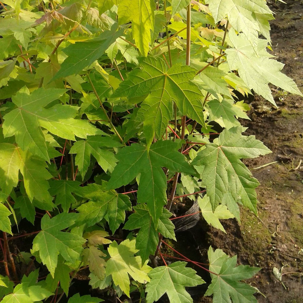 Саженцы клена пятиконечного 2026 года, поставка саженцев клена Юаньбао, красный клен северо-восточный, декоративное дерево