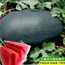黑美人西瓜种子甜早熟薄皮四季播水果黑皮西瓜春季种