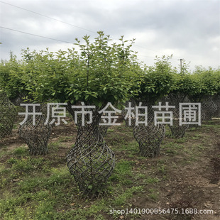 ���~������䅲�����~����6-10��֦ ���ƿ������ ����U��