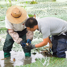 С�w������؛�u�^�׸�؛�K���͌��u�^��500g���]�K�ʹČ��װ��͌�