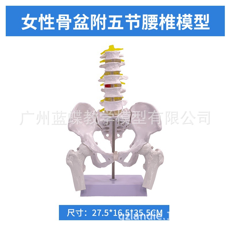 ��̬��ѧ����ɻŮ�Թ��輰�ӹ�ģ����ǻ�ṹ������׼��⿵��