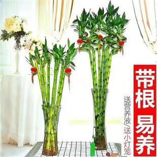 带根水培转运竹富贵竹植物水养弯竹开运竹子盆载客厅室内常青绿植-阿里巴巴
