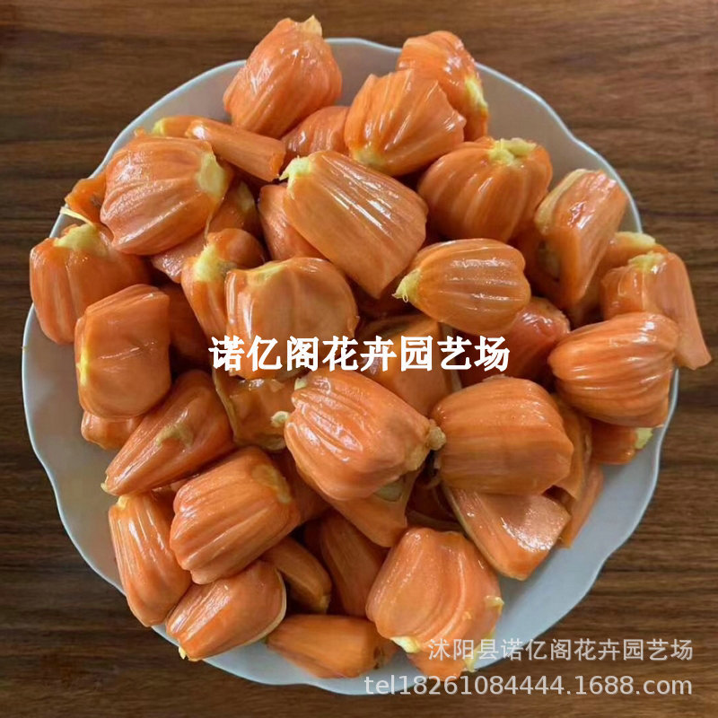 四季菠萝蜜苗嫁接马来西亚一号红肉树菠萝木菠萝果树庭院当年结果