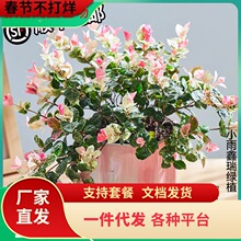 һ�����l���~�jʯ���~�����������^�~�������mֲ���ļ�����