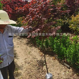 �����Ї������t�� ¶�������̨�L����@���Ϙ�ֲ����� ���B��