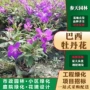 四川巴西野牡丹小杯