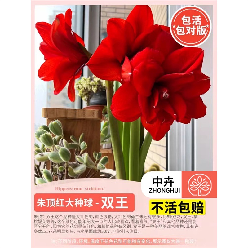 Amaranthus big bulbs double king]
