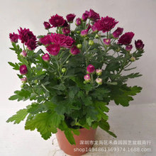 ����ֱ�����l��ջ������҃�ͥԺ�����ϲꖺ��m�ջ��ܾGֲ������