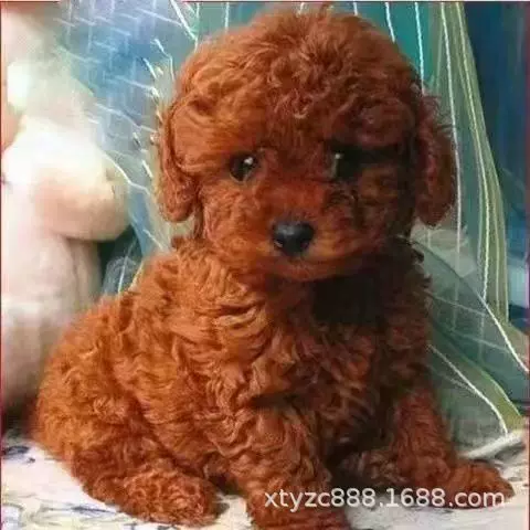 纯种泰迪犬活体泰迪幼犬宠物犬长不大的茶杯犬香槟泰迪灰泰迪狗狗