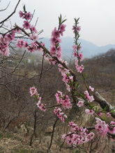 ?�լ����ľ��֦�냺�ЋD�����@������Ҙ�֦�廨ƿҰ���һ�