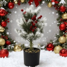 �羳����ֲ������}�Q���b������ڒ��ɘ�Gɫֲ��ӼҔ[��