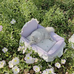 四季通用のペットベッドのお姫様ベッドは春夏に犬の巣の猫の巣で分解して洗うことができます。快適で丈夫なマルジスです。