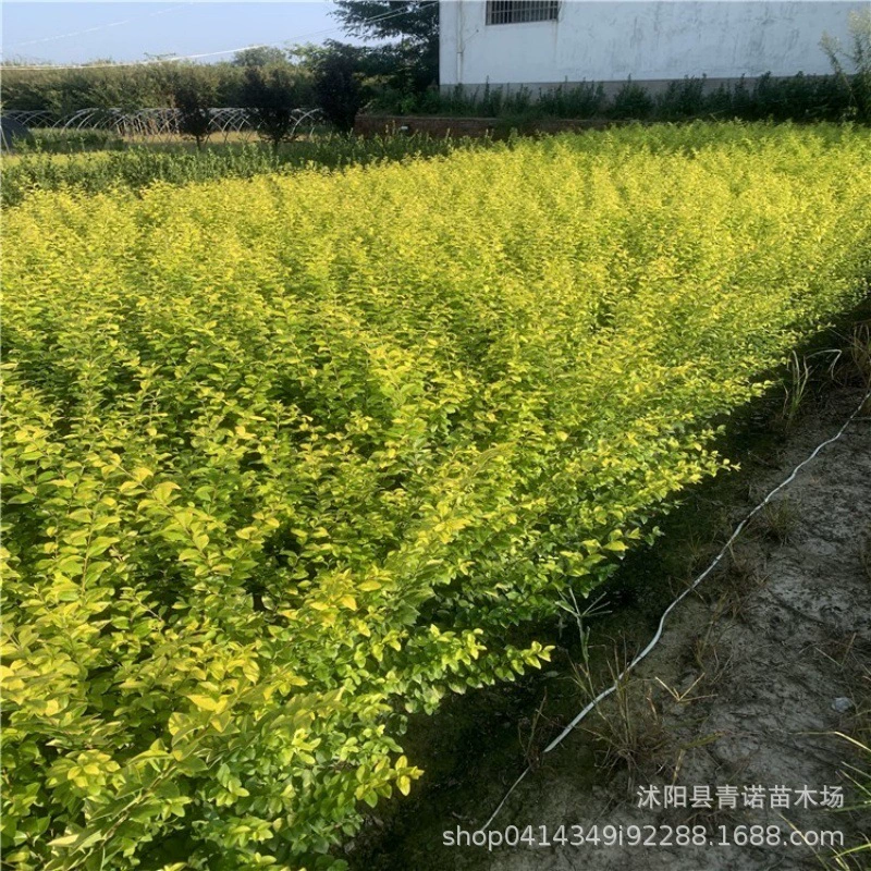 Прямая продажа саженцев привратников золотого листа Зеленые саженцы цветные блочные саженцы привратников золотого листа Кластерные саженцы