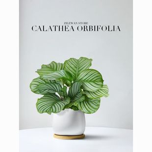 ���O�����������·��҃ȿ͏d����ȩ�Gֲ�ļ����Bֲ�ﺣ������՚�