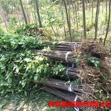 �������l �Sɽ����� ������  ��ɽ������ľС���� �G����ľ��