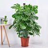 Scandinavian plant lamp for living room indoor for office